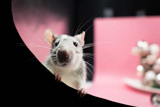 Can Rats Eat Cherry Tomatoes