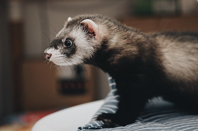Can Ferrets Eat Chicken Nuggets