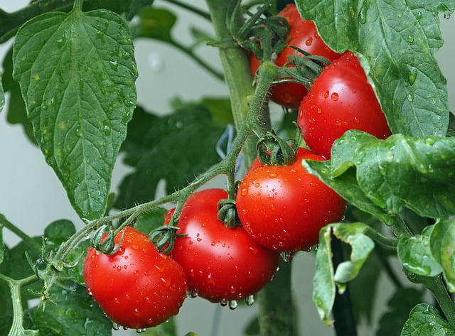 Can Rats Eat Tomatoes