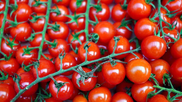 Can Rats Eat Cherry Tomatoes