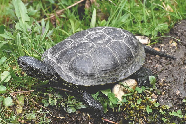 Can Tortoises Eat Oranges