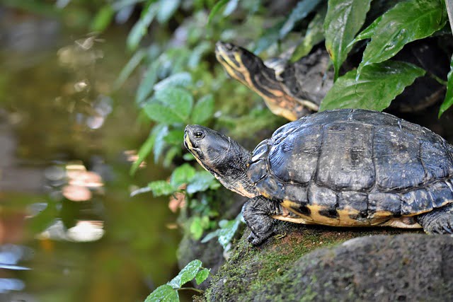 Can Tortoises Eat Pumpkin Seeds