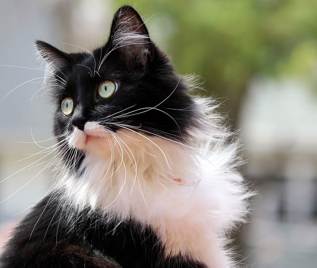 Tuxedo Cat Spiritual Meaning