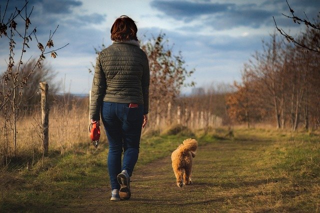 Spiritual Meaning of a Dog Crossing Your Path