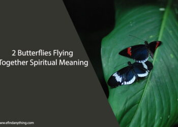 2 Butterflies Flying Together Spiritual Meaning