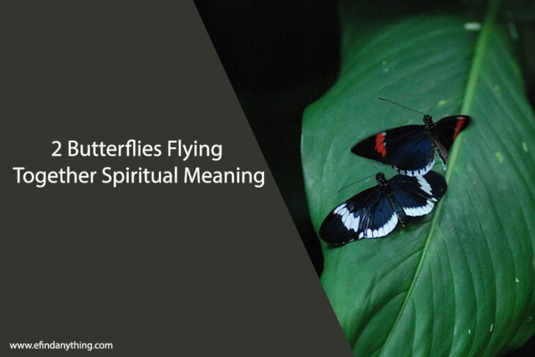 2 Butterflies Flying Together Spiritual Meaning