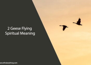 2 Geese Flying Spiritual Meaning