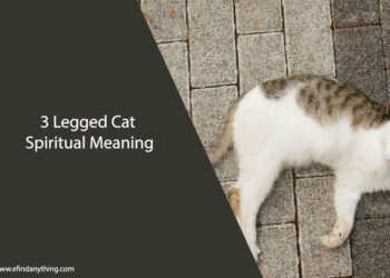 3 Legged Cat Spiritual Meaning