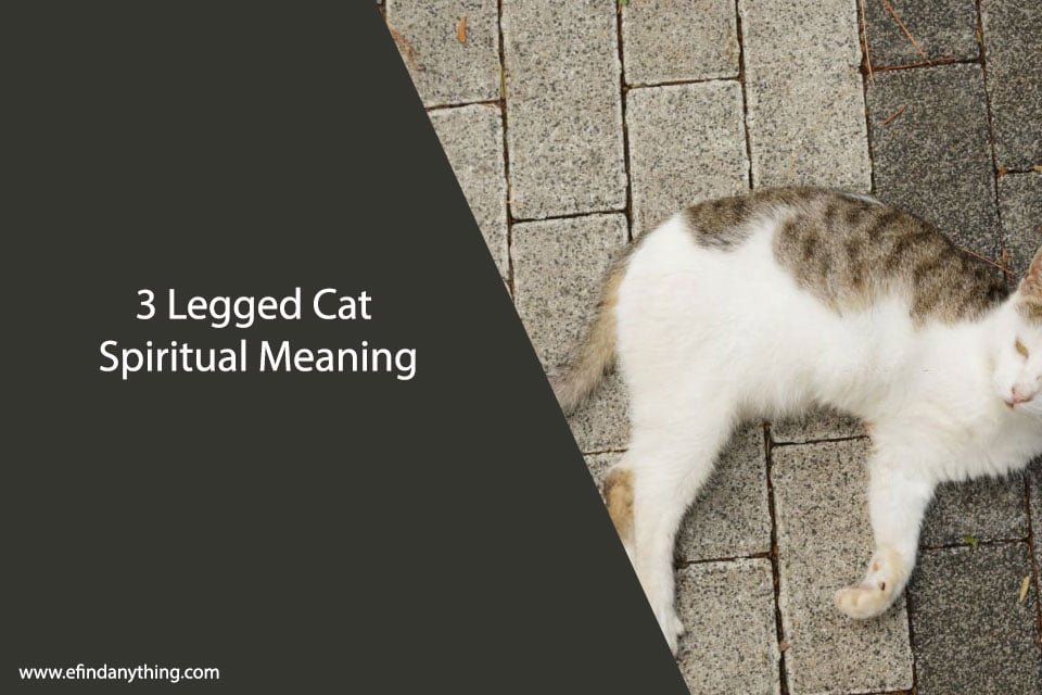 3 Legged Cat Spiritual Meaning