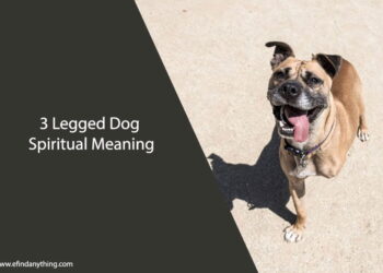 3 Legged Dog Spiritual Meaning