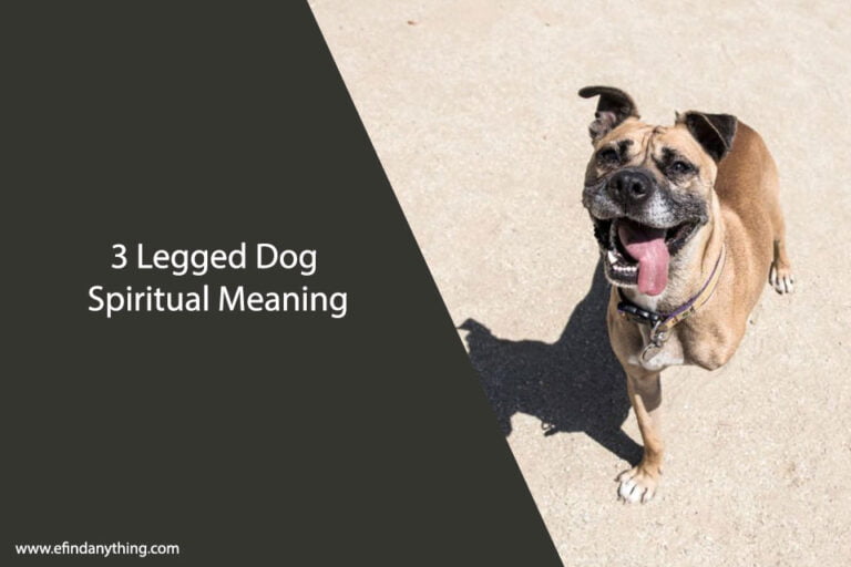 3 Legged Dog Spiritual Meaning