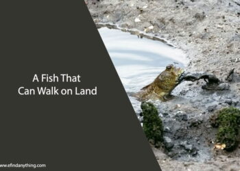 A Fish That Can Walk on Land