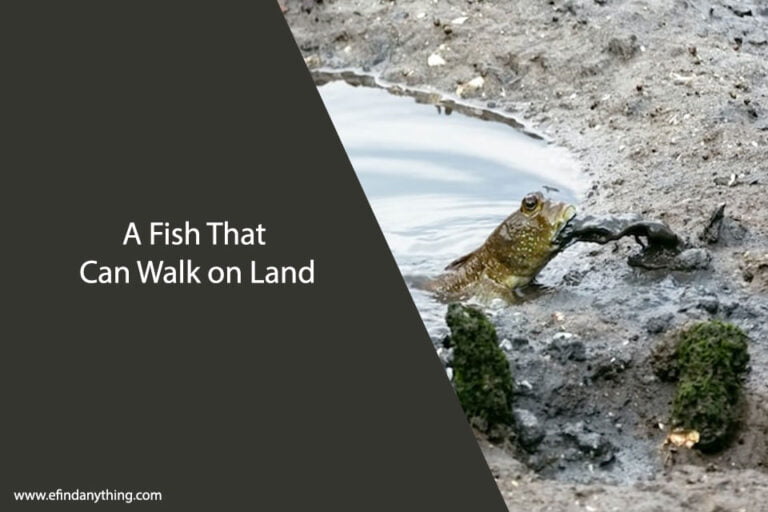 A Fish That Can Walk on Land