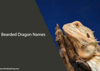 Bearded Dragon Names