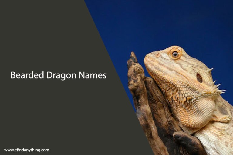 Bearded Dragon Names