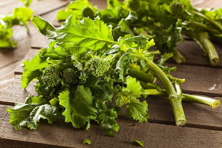 Tian Rabe Can Bearded Dragons Eat Broccoli Rabe? A Comprehensive Guide