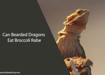 Can Bearded Dragons Eat Broccoli Rabe