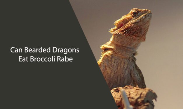 Can Bearded Dragons Eat Broccoli Rabe?