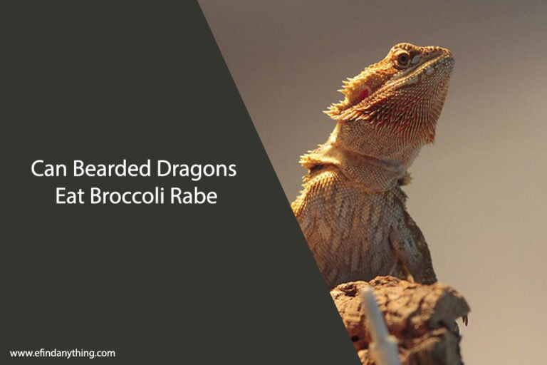 Can Bearded Dragons Eat Broccoli Rabe