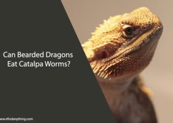 Can Bearded Dragons Eat Catalpa Worms