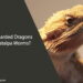 Can Bearded Dragons Eat Catalpa Worms