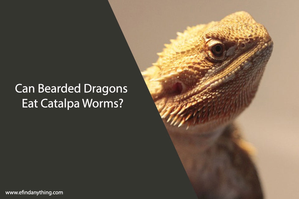 Can Bearded Dragons Eat Catalpa Worms