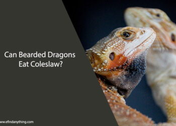 Can Bearded Dragons Eat Coleslaw