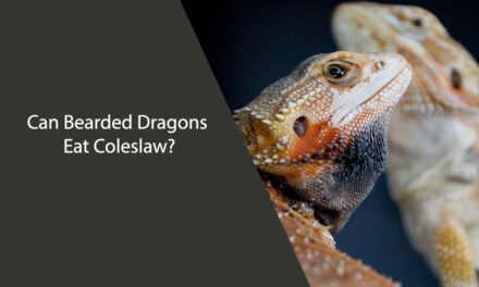 Can Bearded Dragons Eat Coleslaw?