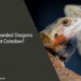 Can Bearded Dragons Eat Coleslaw