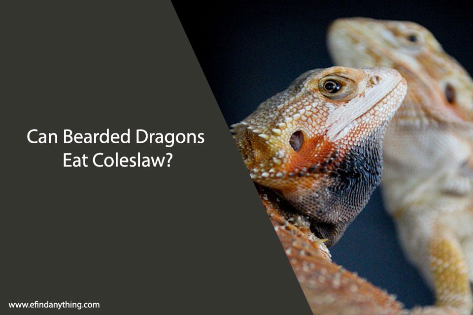 Can Bearded Dragons Eat Coleslaw