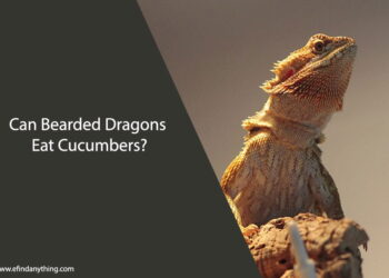 Can Bearded Dragons Eat Cucumbers