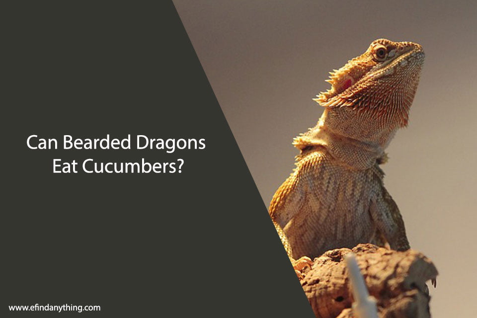 Can Bearded Dragons Eat Cucumbers