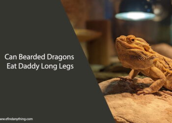 Can Bearded Dragons Eat Daddy Long Legs