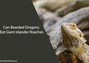 Can Bearded Dragons Eat Giant Islander Roaches