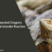 Can Bearded Dragons Eat Giant Islander Roaches