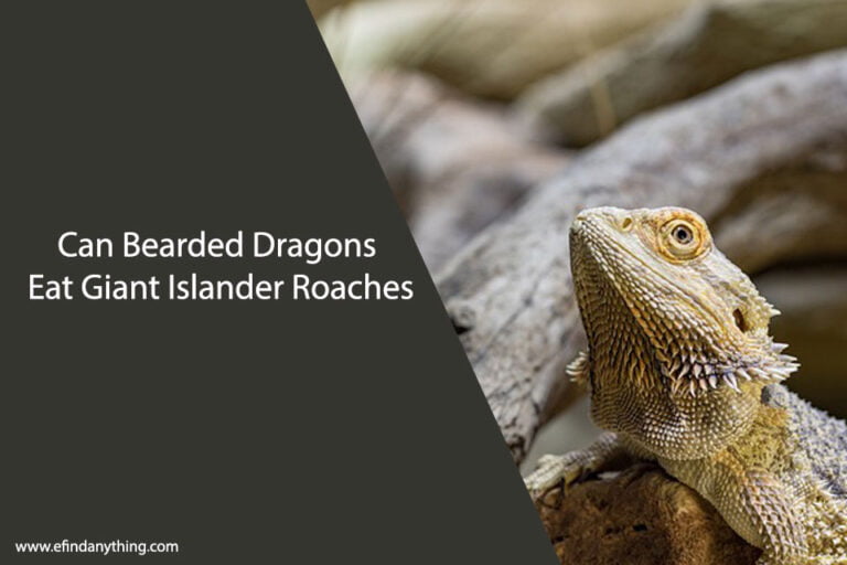 Can Bearded Dragons Eat Giant Islander Roaches