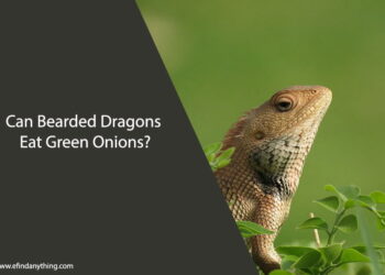 Can Bearded Dragons Eat Green Onions