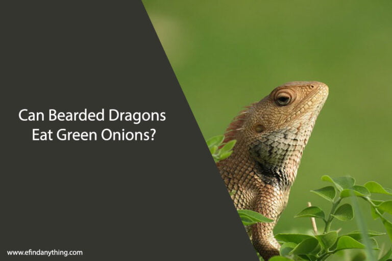 Can Bearded Dragons Eat Green Onions