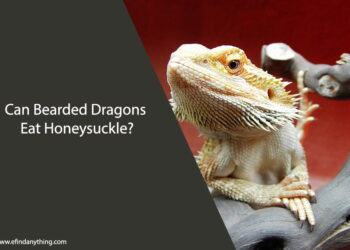 Can Bearded Dragons Eat Honeysuckle