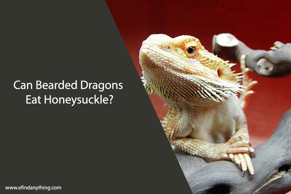 Can Bearded Dragons Eat Honeysuckle?