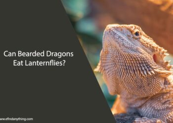 Can Bearded Dragons Eat Lanternflies