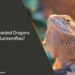 Can Bearded Dragons Eat Lanternflies