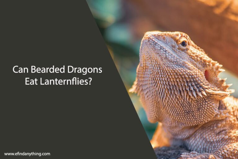 Can Bearded Dragons Eat Lanternflies
