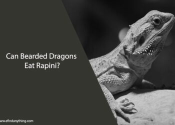 Can Bearded Dragons Eat Rapini