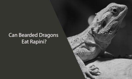 Can Bearded Dragons Eat Rapini?