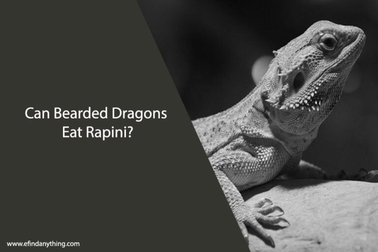 Can Bearded Dragons Eat Rapini