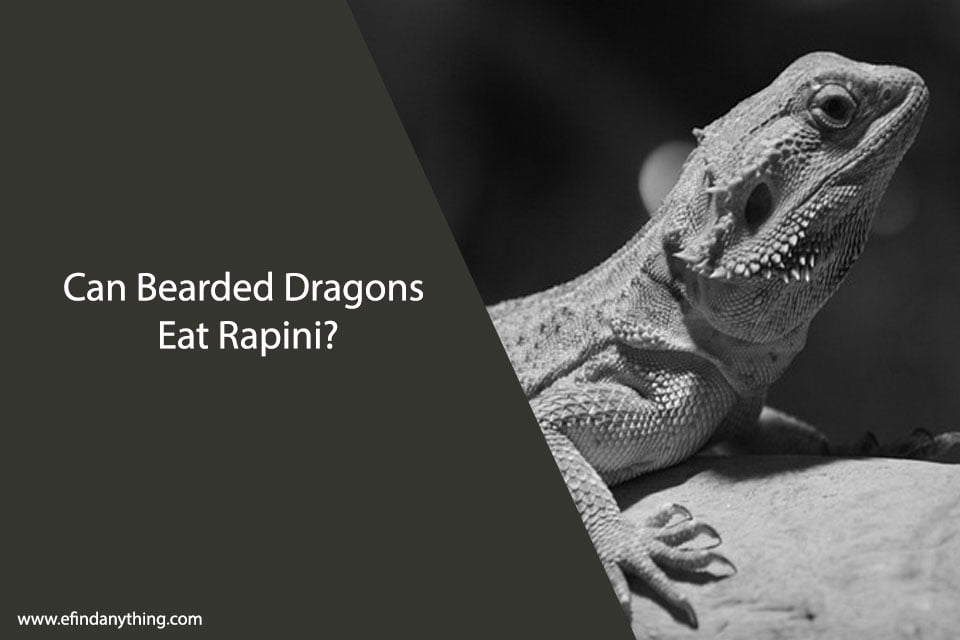 Can Bearded Dragons Eat Rapini