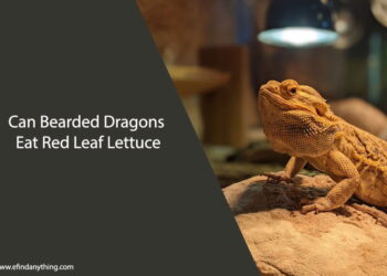 Can Bearded Dragons Eat Red Leaf Lettuce
