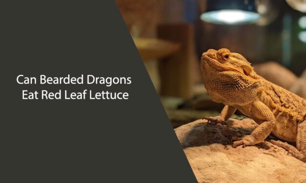 Can Bearded Dragons Eat Red Leaf Lettuce?