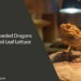 Can Bearded Dragons Eat Red Leaf Lettuce